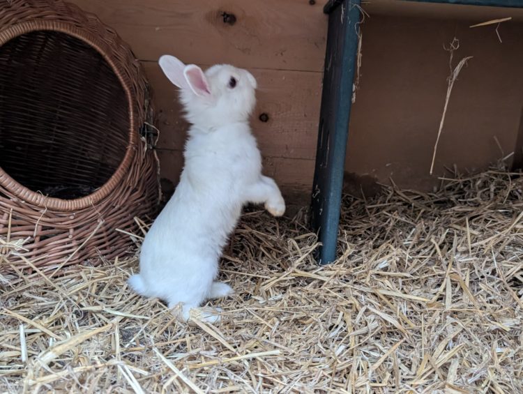 Fundkaninchen Allenbach