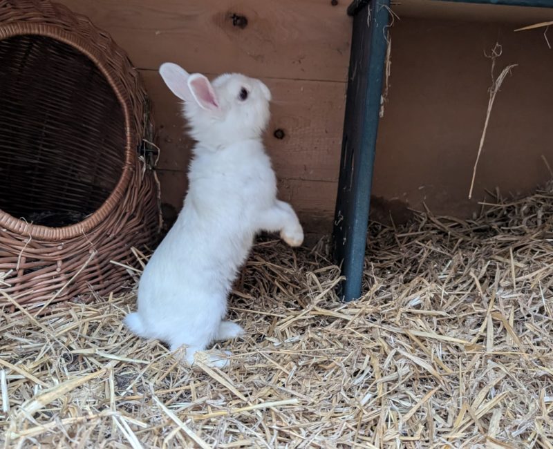Fundkaninchen weiß1 Fundkaninchen weiß1