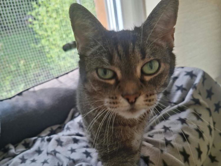 Vermittlungshilfe Izzy