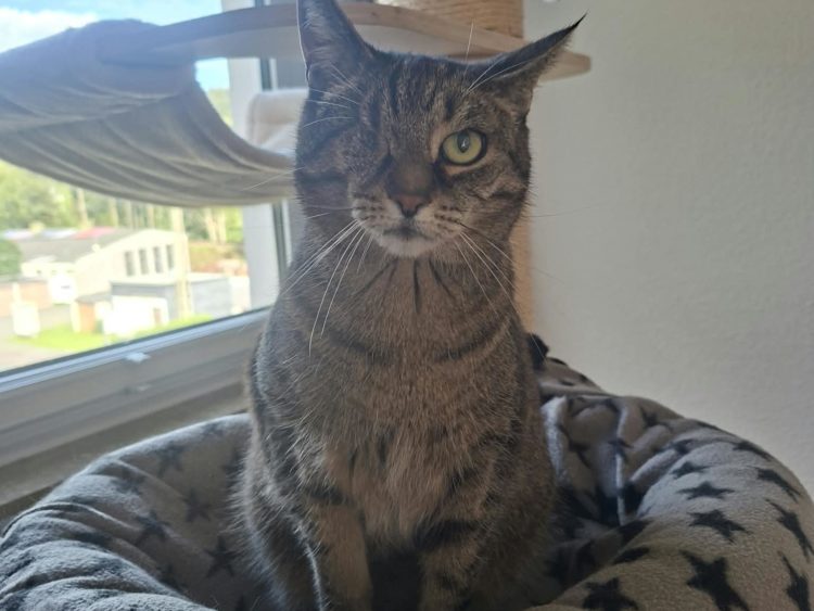 Vermittlungshilfe Minou