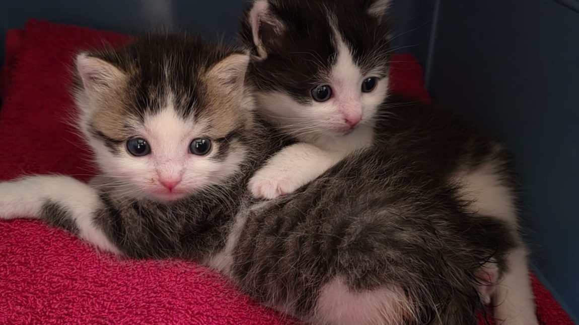 Katzenbabies
