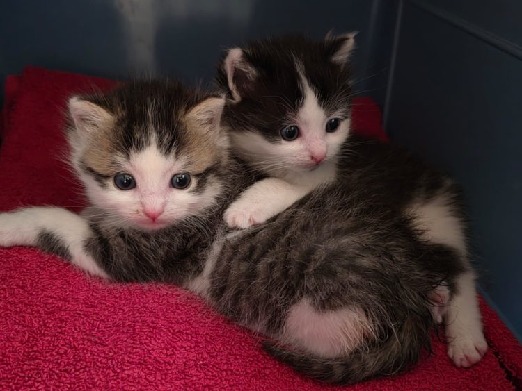 Bonnie & Clyde (noch keine Vermittlung)