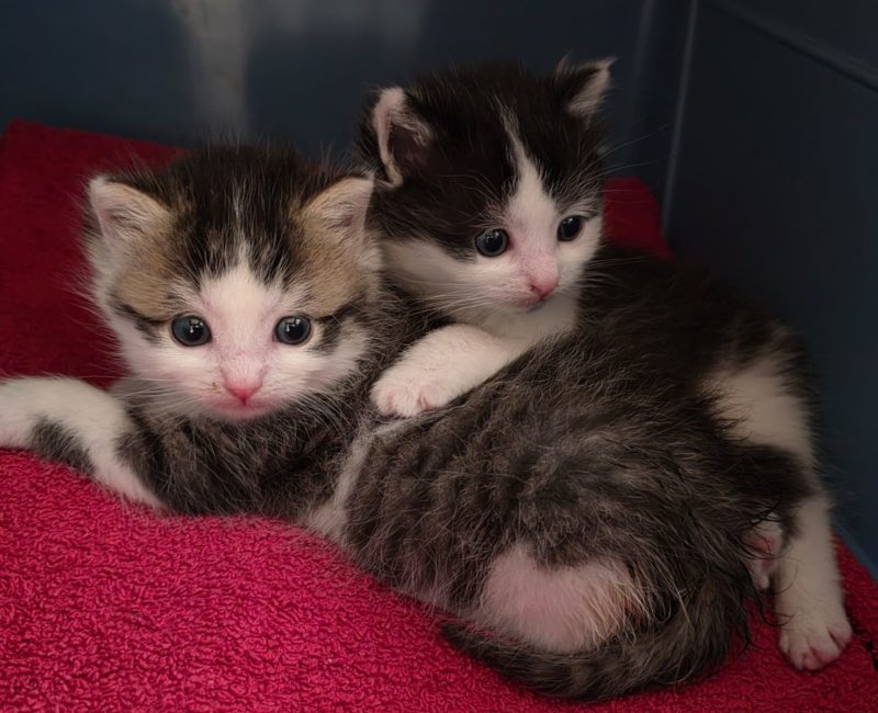 Katzenbabies2