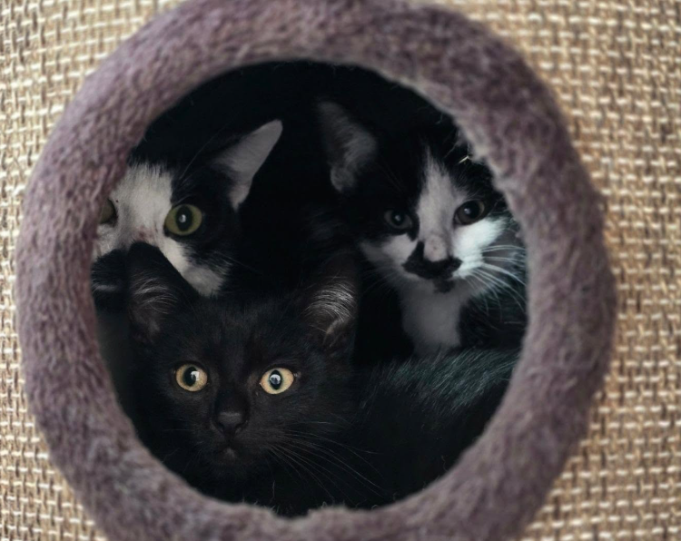 Kitten Zimmer 2