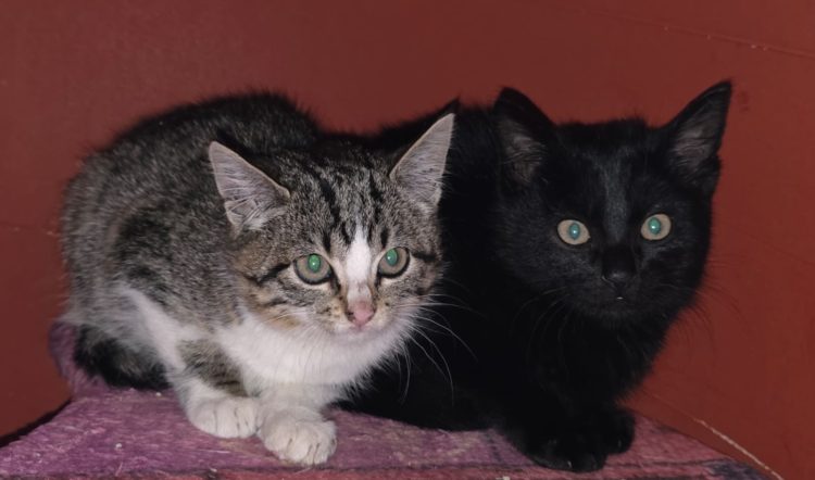 Kitten-Duo