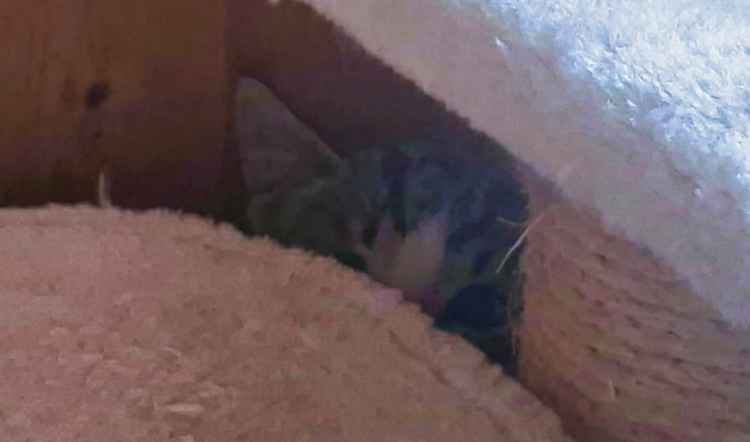 Neuzugang Kitten