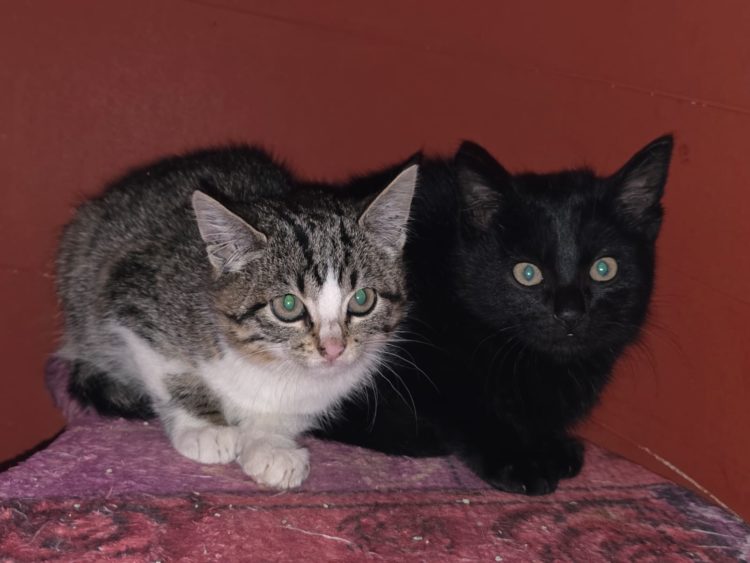 Kitten-Duo