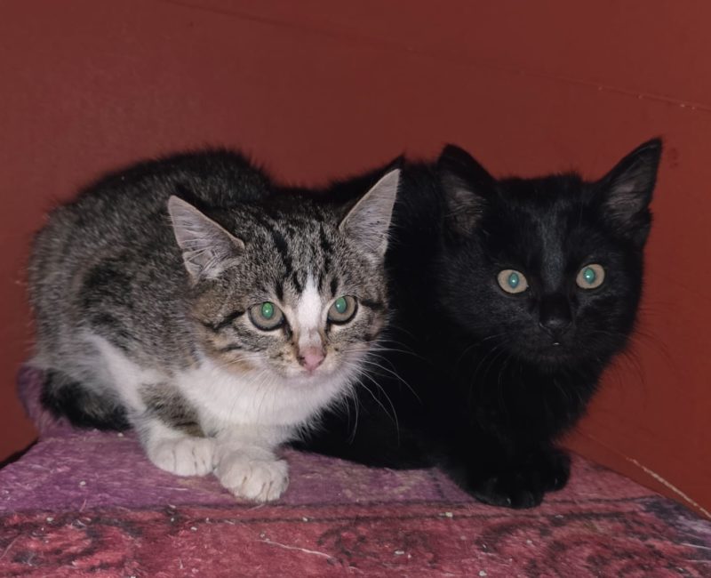 Kitten scheu