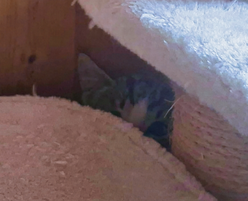 Kitten scheu