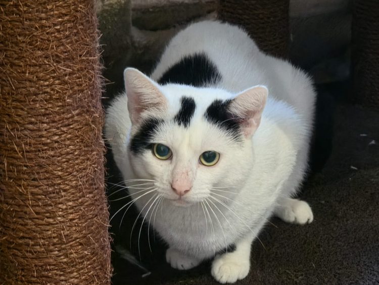 Fangaktion X-Tal: Kater